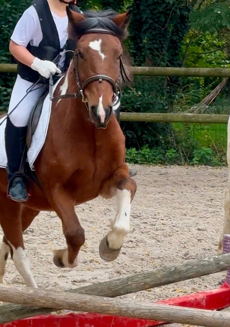 CENTRE EQUESTRE OUDINOT 1